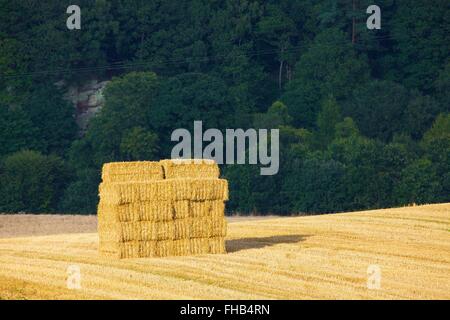 Pile de ballots de foin récolté en carrés domaine. Fond des bois. Banque D'Images