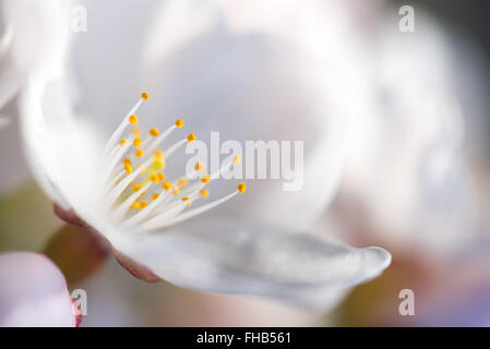 White Cherry Blossoms à Washington DC / WASHINGTON DC — Une vue macro montre l'étamine délicate d'une fleur de cerisier blanc en pleine floraison le long du Tidal Basin. Les arbres en fleurs, un cadeau du Japon en 1912, sont la principale attraction du festival annuel national des cerisiers en fleurs. Cette perspective rapprochée met en évidence les détails d'une floraison individuelle. Banque D'Images