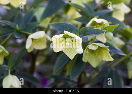 Helleborus x hybridus 'Yellow Lady' fleurit en hiver. Banque D'Images