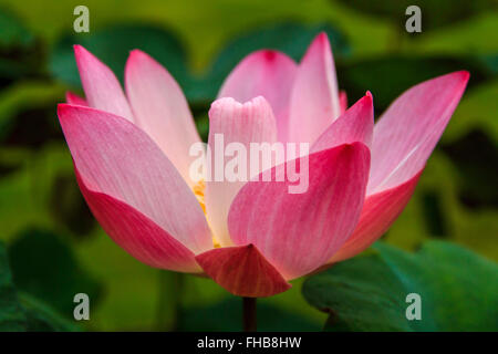 Fleur de Lotus en fleur, Bangkok, Thaïlande Banque D'Images