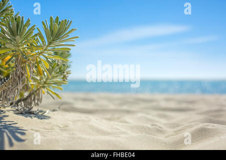 Plage tropicale dans l'île de Cayo Largo Banque D'Images