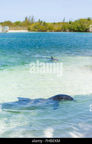 Les dauphins dans la mer des Caraïbes. Cayo largo Banque D'Images