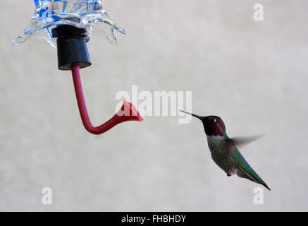 Hummingbird planant à un chargeur Banque D'Images