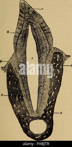 Un manuel pédagogique de 1884, présentant la structure et les fonctions du corps humain, y compris l'anatomie, la physiologie et l'hygiène. Banque D'Images