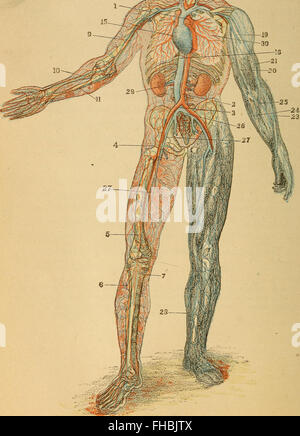 Un manuel pédagogique de 1884 offrant une introduction conviviale à l'anatomie, la physiologie et l'hygiène du corps humain, offrant un aperçu de la santé de base et des fonctions corporelles. Banque D'Images