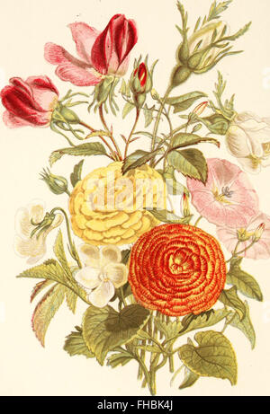Le langage des fleurs, ou, emblèmes floraux des pensées, des sentiments et des sentiments (1869), fleurs, symbolisme floral, époque victorienne Banque D'Images