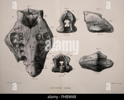 Revue périodique consacrée à la recherche et aux études géologiques, publiée par la Geological Society of London. Banque D'Images