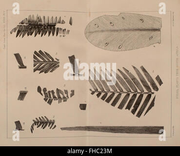 Revue périodique publiée par la Geological Society of London, contenant des recherches, des études et des articles liés au domaine de la géologie, avec des contributions de géologues du monde entier. Banque D'Images