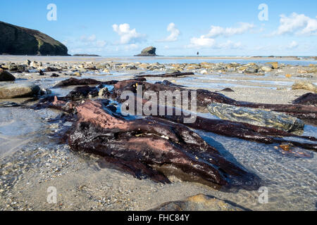 Les vestiges d'une forêt pétrifiée que l'on croit être entre 4000 et 6000 ans exposés sur la plage de Portreath à Cornwall, UK Banque D'Images