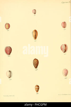 Conchologia Iconica, ou, illustrations des coquilles d'animaux mollusques, mollusques œuvres picturales coquilles bibliothèques Smithsonian Banque D'Images