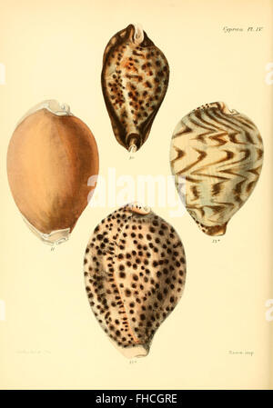 'Conchologia Iconica' est une œuvre détaillée et illustrée mettant en valeur les coquilles d'animaux mollusques, avec des représentations et des descriptions précises, conservée dans les bibliothèques Smithsonian. Banque D'Images