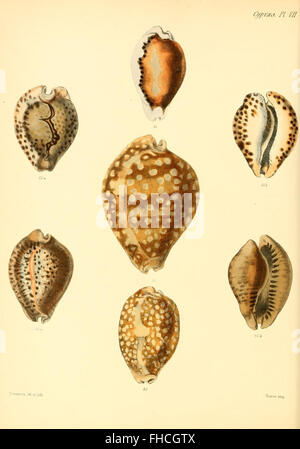 Conchologia iconica, ou des illustrations, des coquilles d'animaux molluskous Banque D'Images