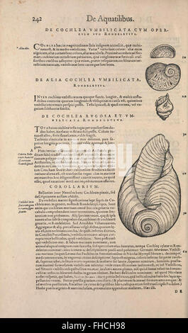 Conradi Gesneri medici Tigurini Historiae animalium liber IV Banque D'Images