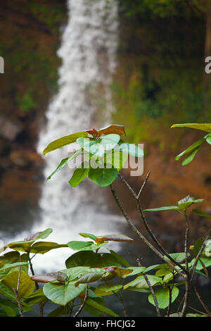 L'CHAMPEE Cascade est situé sur le PLATEAU DES BOLAVENS près de Pakse, LAOS DU SUD - Banque D'Images