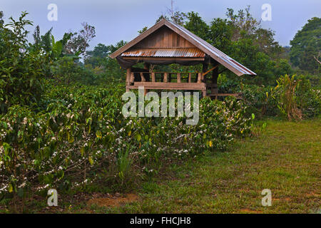 Les plantes de café en fleurs sur le PLATEAU DES BOLAVENS près de Pakse, LAOS DU SUD - Banque D'Images