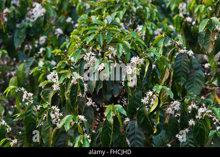 Les plantes de café en fleurs sur le PLATEAU DES BOLAVENS près de Pakse, LAOS DU SUD - Banque D'Images