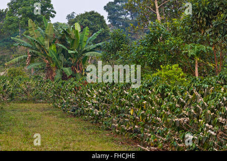 Les plantes de café en fleurs sur le PLATEAU DES BOLAVENS près de Pakse, LAOS DU SUD - Banque D'Images