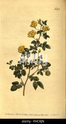 Curtis's Botanical Magazine Banque D'Images