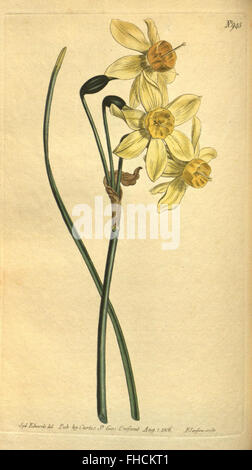 Curtis's Botanical Magazine Banque D'Images