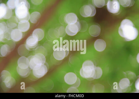 Abstract green nature background, selective focus Banque D'Images