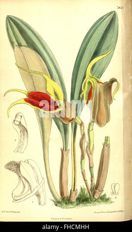 Un numéro du Curtis's Botanical Magazine, présentant des illustrations botaniques et des espèces végétales du début du XIXe siècle, conservé dans la bibliothèque Peter H. Raven du Missouri Botanical Garden. Banque D'Images