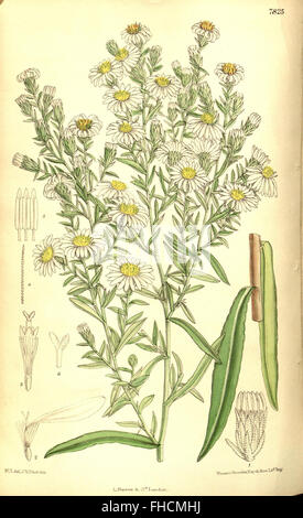 Curtis's Botanical Magazine, issue Tab 7825, présente des illustrations botaniques détaillées et des articles sur les espèces végétales, avec des contributions importantes du Missouri Botanical Garden et de la Peter H. Raven Library. Banque D'Images