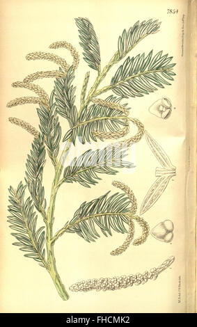 Un numéro spécifique du Curtis's Botanical Magazine, présentant diverses espèces botaniques avec des illustrations et des descriptions détaillées des plantes Banque D'Images