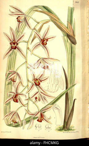 Un numéro du Curtis's Botanical Magazine présentant des espèces végétales, se concentrant sur des illustrations botaniques et des descriptions de plantes, hébergé à la bibliothèque Peter H. Raven du Missouri Botanical Garden. Banque D'Images