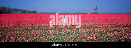 Image panoramique de la mère et les filles dans le champ de tulipes rouges près de Alkmaar avec moulin en Hollande Banque D'Images