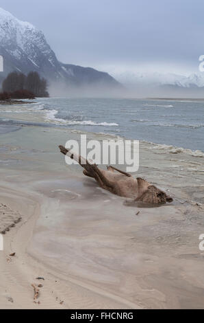 Grand morceau de bois flotté échoué sur une plage de la rivière de l'Alaska en hiver sur un jour de tempête. Banque D'Images