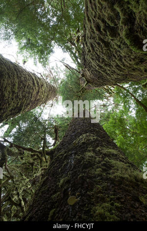 Les trois Sœurs d'arbres dans la vallée de la Carmanah. Banque D'Images