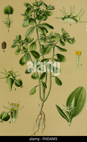 Un travail de 1910 sur les plantes toxiques d'Allemagne, détaillant leurs propriétés toxiques et les dangers potentiels pour les humains et les animaux. Banque D'Images