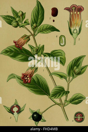 Un travail allemand de 1910 a porté sur les plantes toxiques en Allemagne, offrant des descriptions détaillées des espèces toxiques et de leurs effets. Banque D'Images