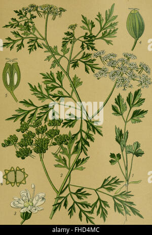 Une publication allemande de 1910 explorant les plantes toxiques en Allemagne. Ce travail se concentre sur l'identification et la description des plantes toxiques avec des illustrations. Banque D'Images