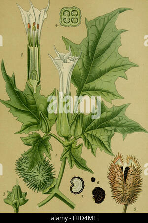 Un travail de 1910 sur les plantes toxiques en Allemagne, documentant les espèces toxiques et leurs effets sur la santé et l'environnement. Banque D'Images