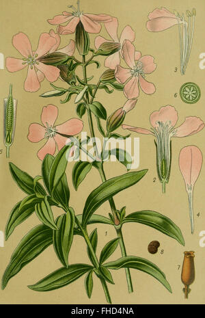 A travaux de 1910 sur les plantes toxiques en Allemagne, fournissant des descriptions des plantes toxiques, de leurs effets et de leurs utilisations, y compris les propriétés médicinales et dangereuses. Banque D'Images