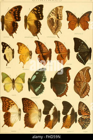 Die Grossschmetterlinge der Erde (1907) est un travail complet sur les grands papillons, offrant une classification et une description systématiques des espèces connues. Il donne un aperçu de la lépidopterie et de la diversité des papillons dans le monde entier. Banque D'Images