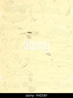 Die heteropoden der Siboga-Expedition (1906), Un texte allemand documentant les espèces hétéropodes découvertes lors de l'expédition Siboga en 1906, en se concentrant sur la vie marine et l'exploration scientifique du début du XXe siècle. Banque D'Images