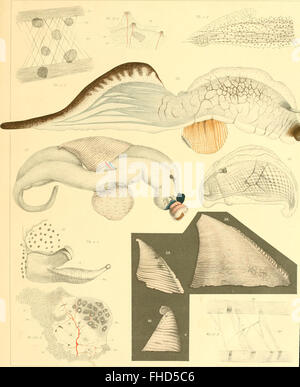 Die der heteropoden Siboga-expedition (1906) Banque D'Images