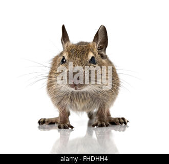 Mignon bébé souris rongeurs degu Banque D'Images