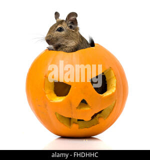 Halloween citrouille avec drôle degu animal Banque D'Images