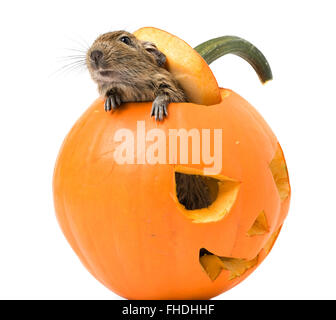 Halloween citrouille drôle avec à l'intérieur de rat isolé sur fond blanc Banque D'Images