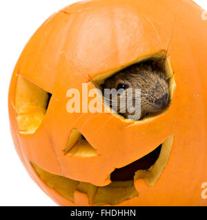 Halloween citrouille avec l'intérieur du rat Banque D'Images