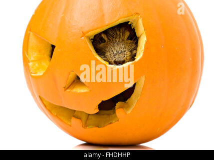 Halloween citrouille avec la souris à l'intérieur Banque D'Images