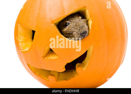 Halloween citrouille drôle avec à l'intérieur du rat Banque D'Images