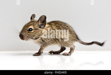 Profil De Rat Bebe Photo Stock Alamy Profil De Rat Bebe Photo Stock Alamy