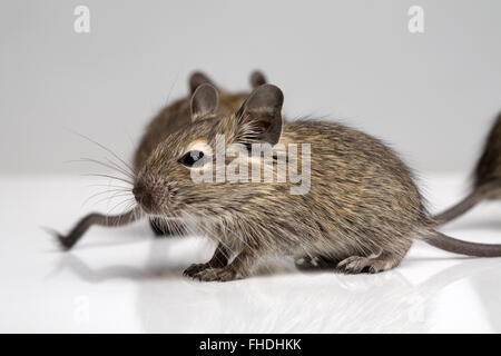 Petit bébé degu côté souris un grand vue rapprochée sur fond neutre Banque D'Images