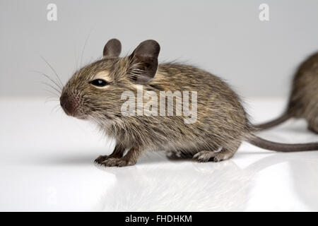 Petit bébé degu côté souris un grand vue rapprochée sur fond neutre Banque D'Images