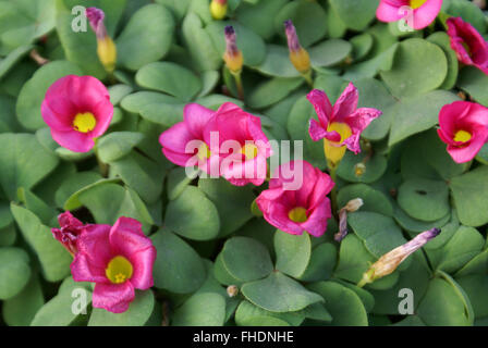 L'oxalide petite oseille pourpre purpurea, la grande-duchesse, oseille, herbacée vivace à bulbes souterrains, feuilles trifoliées et fleurs roses Banque D'Images