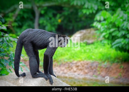 Singe araignée sauvage Banque D'Images